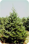 balsam fir image