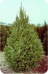 black hill spruce image