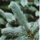 blue spruce branch image