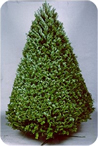 douglas fir image