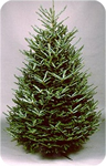 fraser fir image