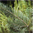 scotch branch image