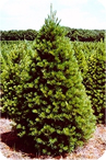 white pine image